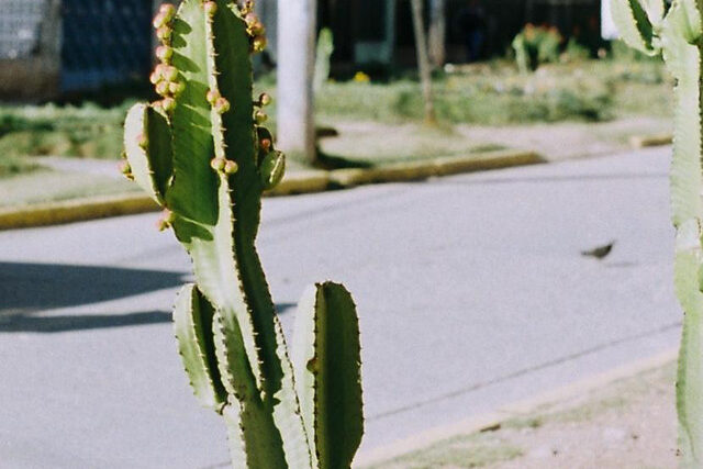 Bedbug – halo on the interstate